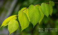 开云体育官网-2026世界杯E组暗战，范戴克铁血防线封神，波兰从加纳脚下抢走宿命之胜