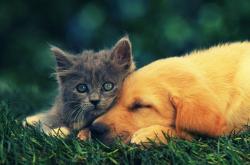 开云体育在线-绝杀！戈贝尔补时头球定江山 拜仁惊险卫冕德甲