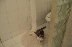 开云体育在线-绿茵篮球场，当欧冠焦点战遭遇灰熊的关键战役