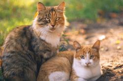 开云体育平台APP-英雄主义无疆界，当塞维利亚的锁链遇见久保建英的利刃