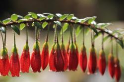 开云体育平台APP-狙击手的交响曲，英格拉姆三节锁定胜局，悬念提前退场