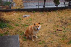 开云体育APP下载-轮上硝烟与草皮烽火，当F1收官战遇见阿根廷对马赛