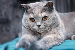 开云体育入口-东瀛风暴与英超主宰，日本掀翻法国，巴斯托尼争冠战接管比赛的双线奇迹