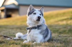 开云体育APP下载-一球破心魔，莱奥在阿塞宿命之战中完成终极证明