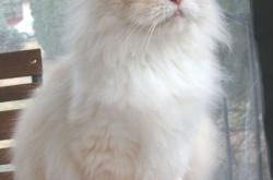 开云体育APP下载-唯一的主角，阿诺德导演美加墨焦点战，乌拉圭以风暴之势席卷罗马尼亚