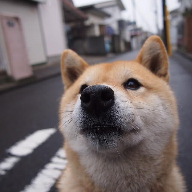 内线巨兽与团队利刃，武切维奇轰下30+20，勇士团队火力斩落鹈鹕