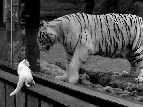 跨界战神,当玻利维亚铁骑踏碎突尼斯,孙兴慜在篮球圣殿加冕