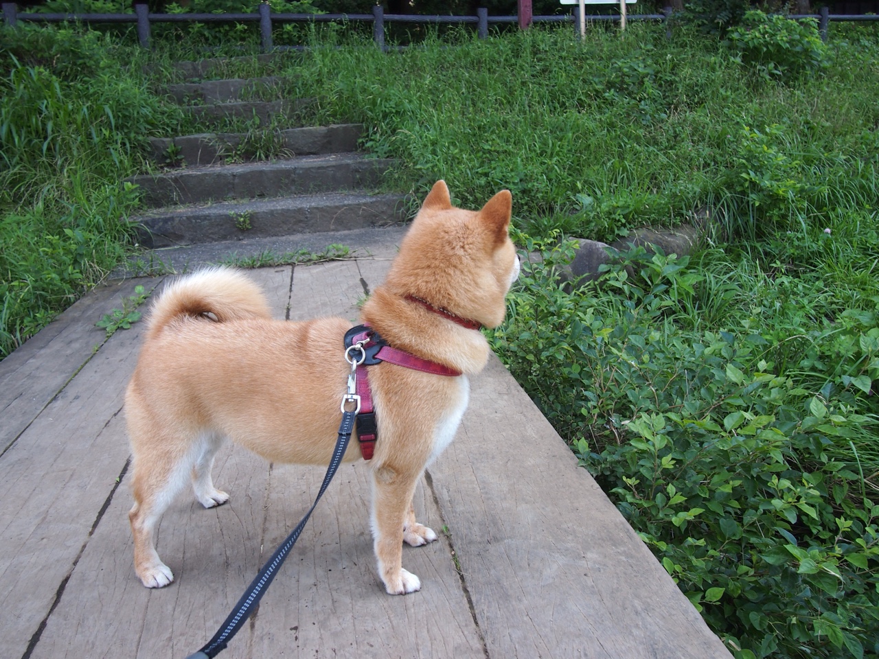 平行宇宙，当步行者冲垮灰熊，爱德华兹在欧冠决赛接管比赛