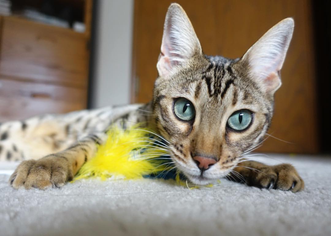 接管时刻，从戈麦斯的德甲绝杀到土耳其争冠战的逆转奇迹