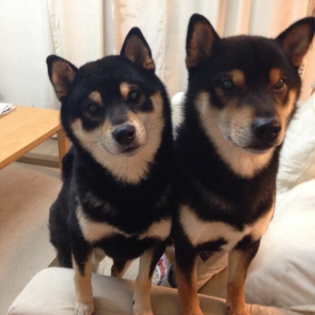 布伦森在F1新赛季揭幕战接管比赛，如何用活塞节奏掌控凯尔特人