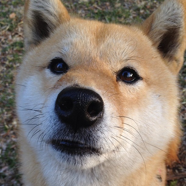 NBA巨星字母哥跨界称赞，我昨晚化身球迷，他才是真正的‘字母哥’