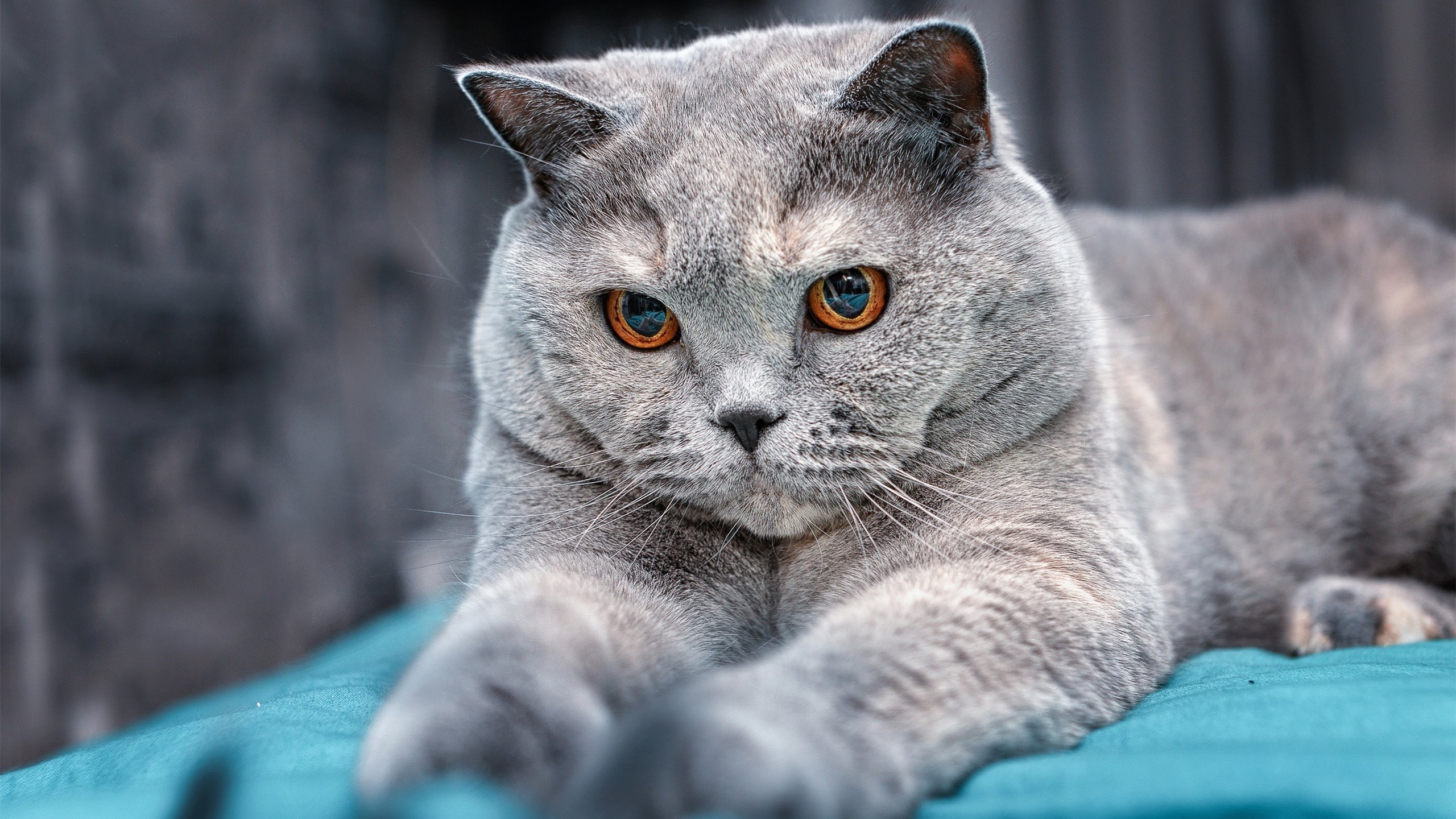 文明征服模式,当皮克在末节将橄榄球化为史诗