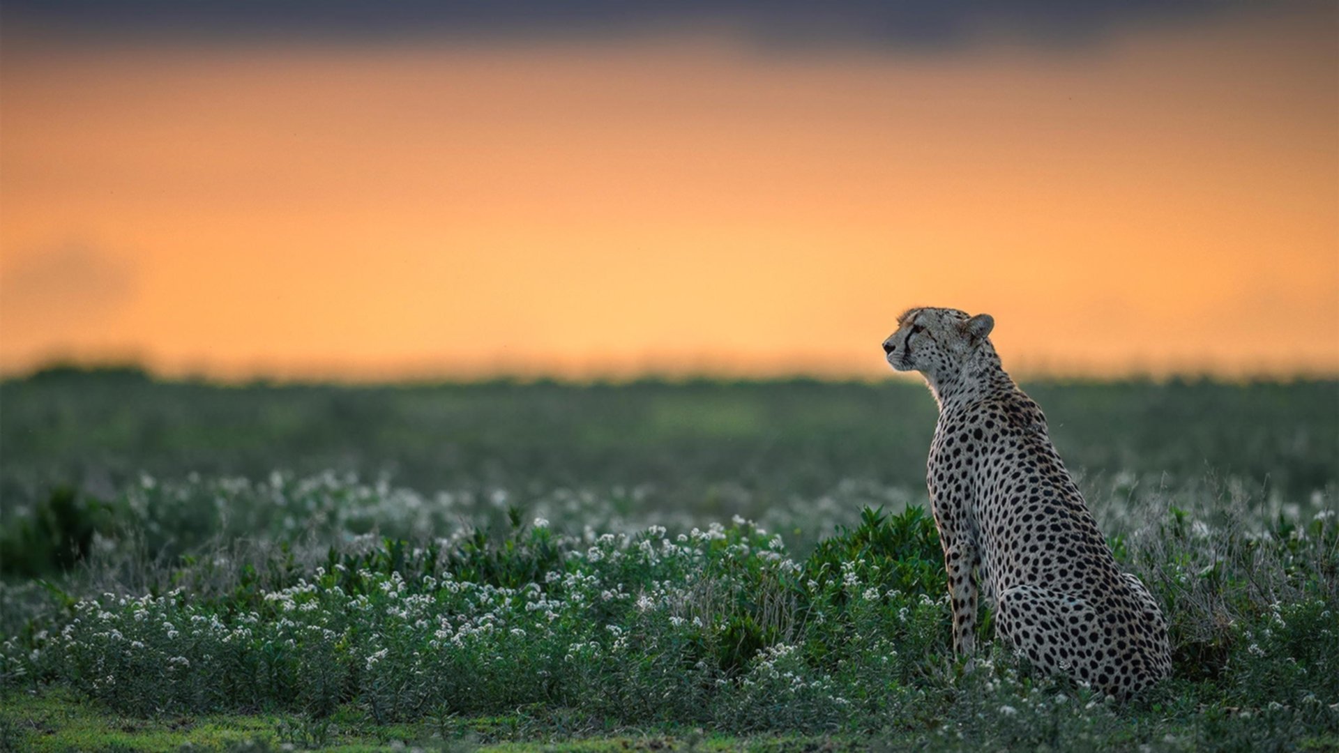 跨界征服，恩比德F1赛道接管比赛，马刺火力无情压制魔术
