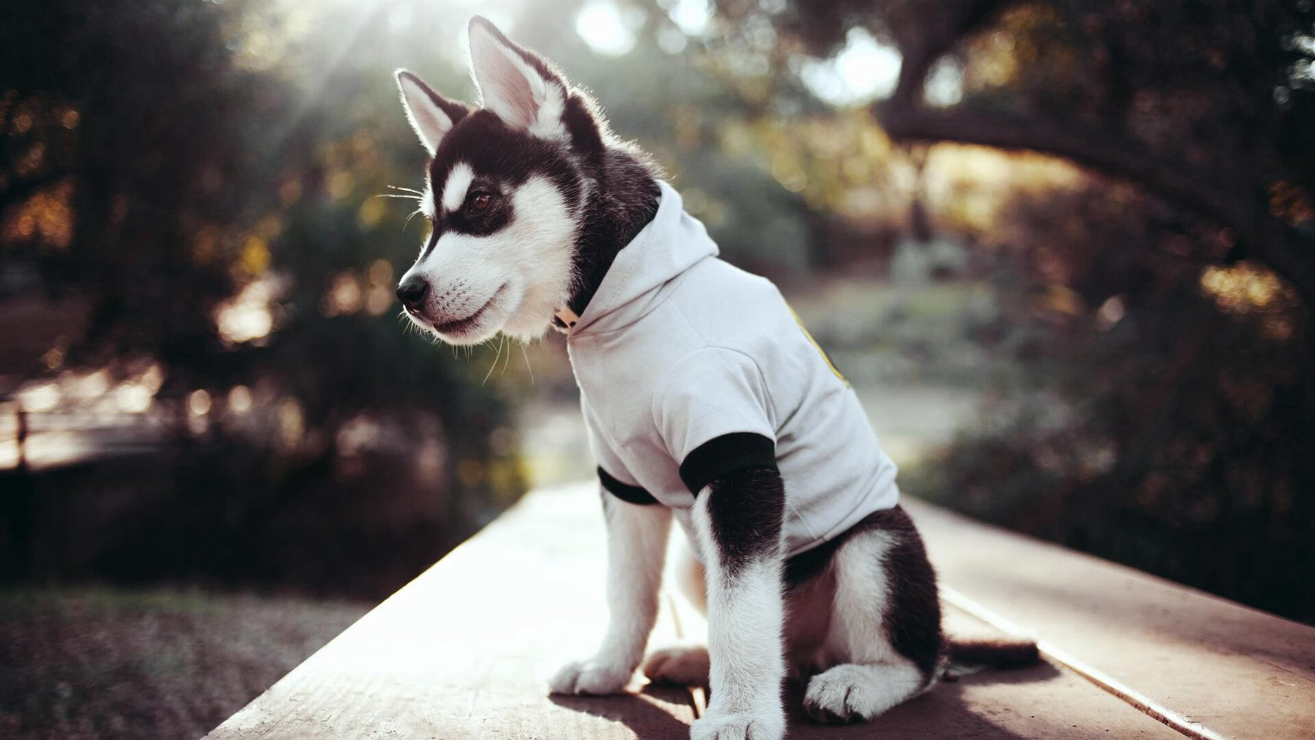 武切维奇爆发独揽35分18篮板，独行侠铁血防守封锁深圳队