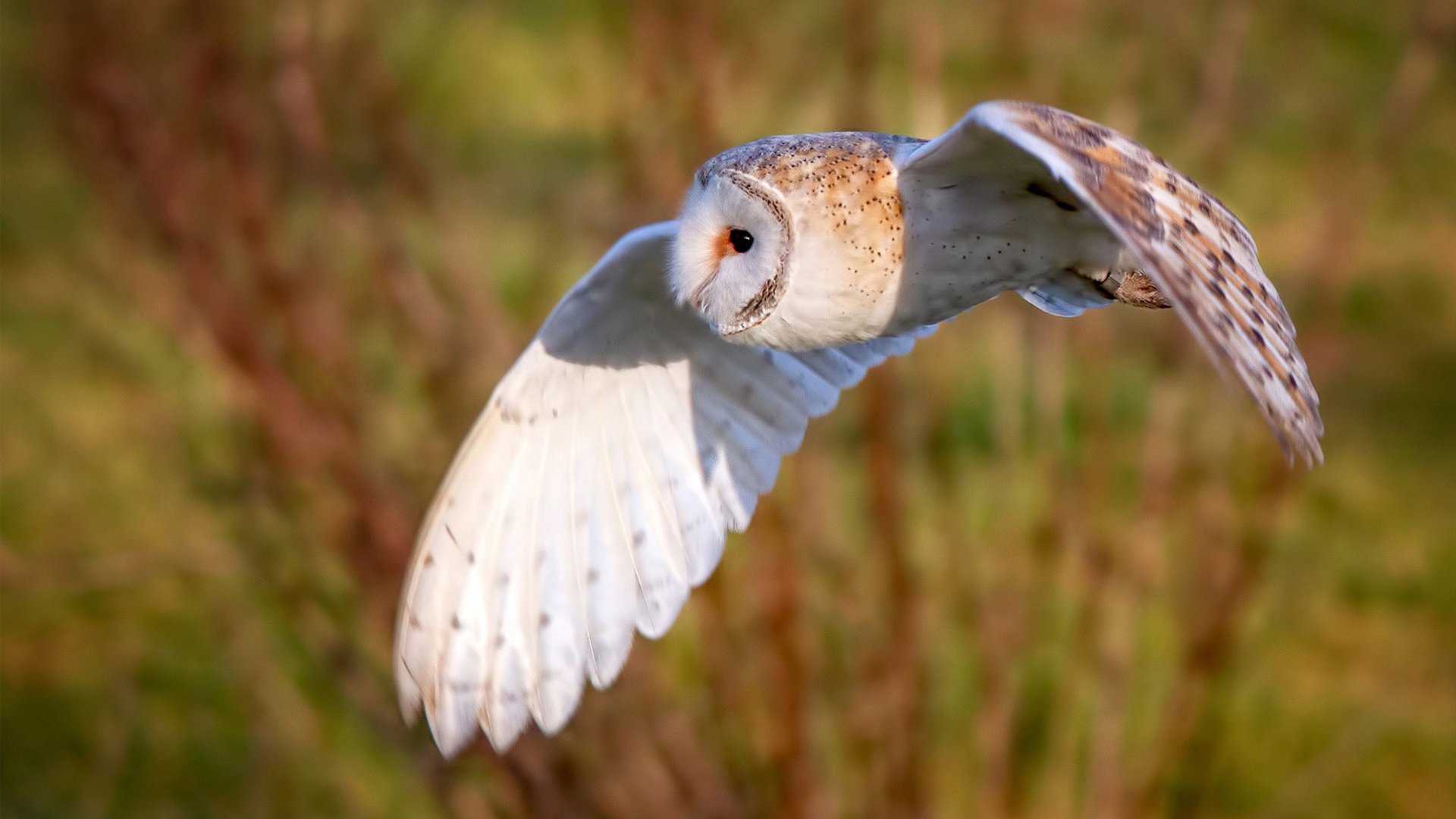 冰火两重天，约基奇全能盛宴映衬尼克斯团队胜利，湖人深陷困境