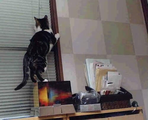 泥泞中的权杖，从墨西哥城到NBA总决赛的无形统治力