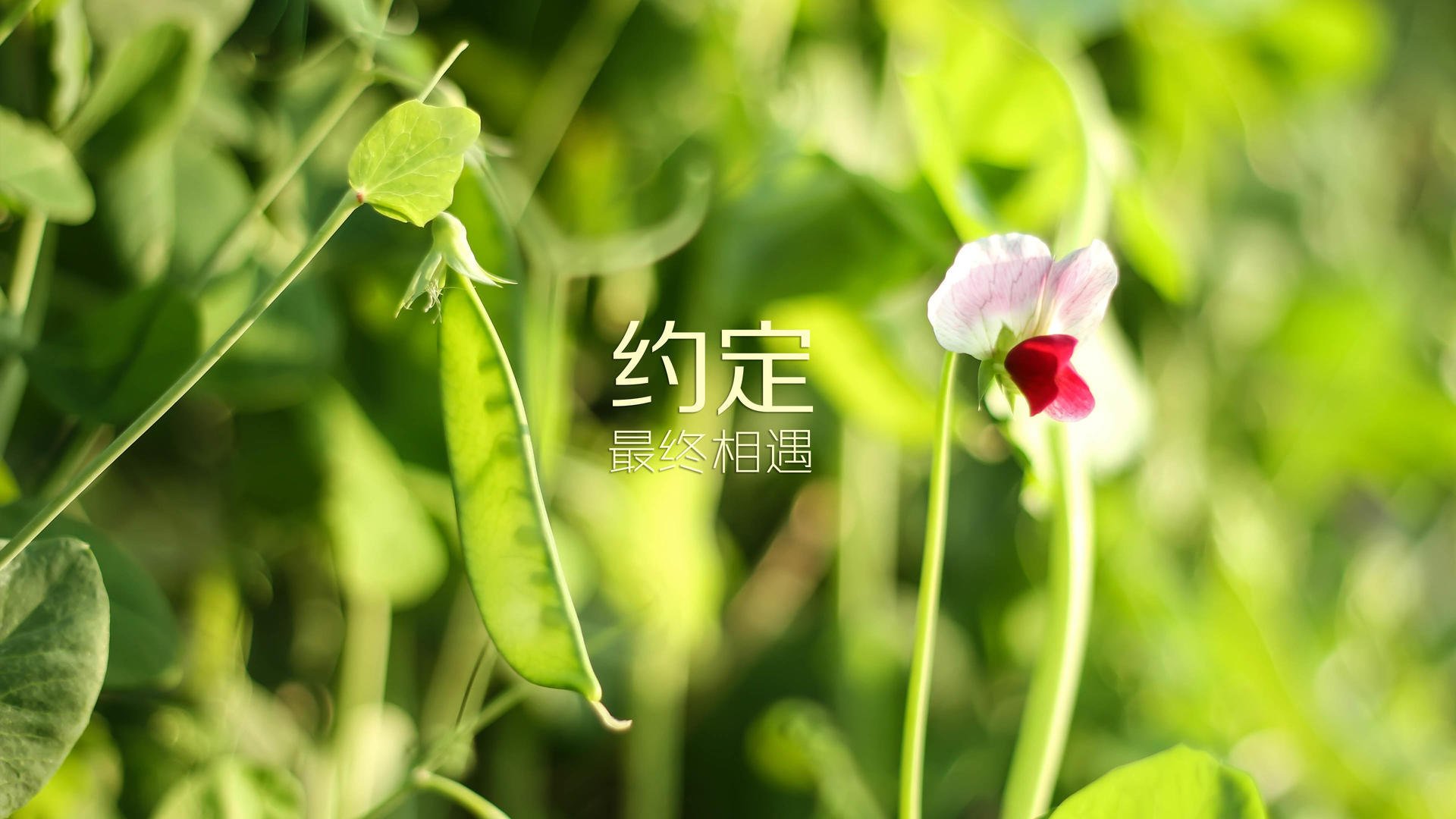 2026世界杯D组暗战，C罗的王者之剑，刺破罗马尼亚铁幕下的攻守玄机